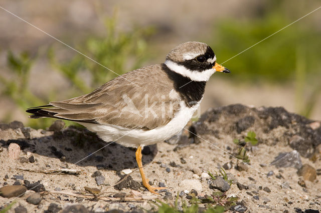 Bontbekplevier (Charadrius hiaticula)