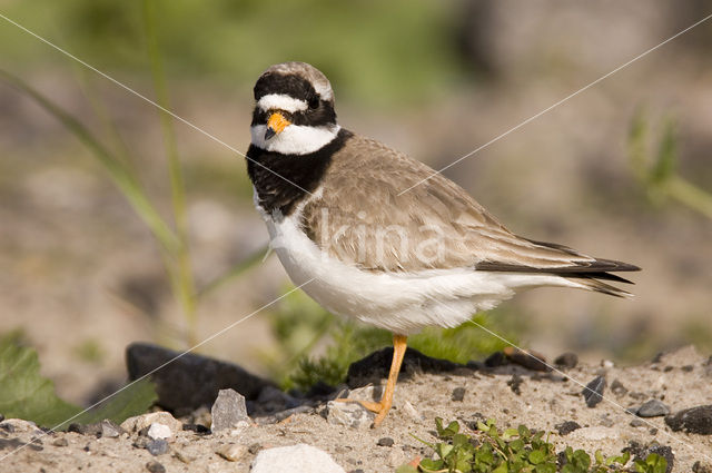 Bontbekplevier (Charadrius hiaticula)