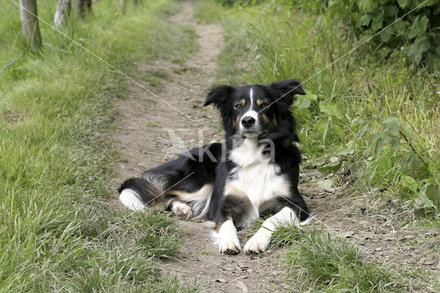 Border collie (Canis domesticus)