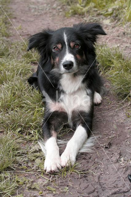 Border collie (Canis domesticus)