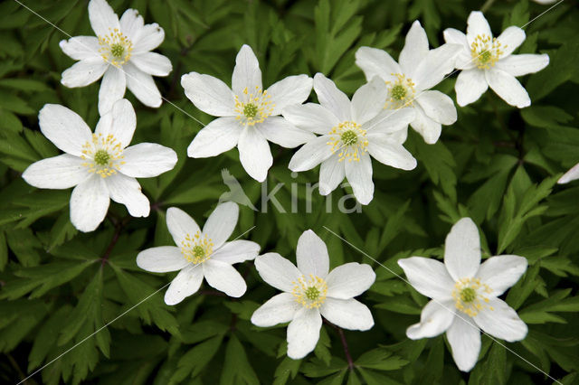 Wood Anemone (Anemone nemorosa)