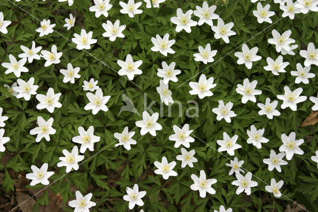 Wood Anemone (Anemone nemorosa)