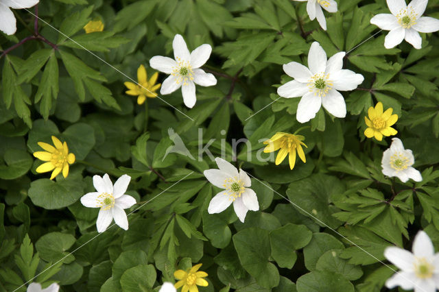 Bosanemoon (Anemone nemorosa)