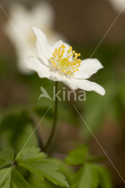 Wood Anemone (Anemone nemorosa)