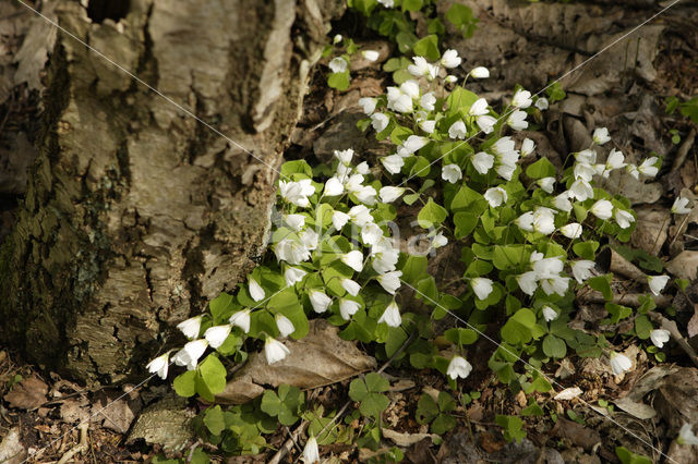 Bosanemoon (Anemone nemorosa)