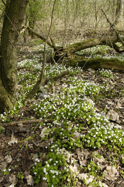 Bosanemoon (Anemone nemorosa)