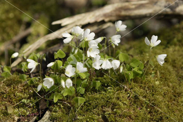 Bosanemoon (Anemone nemorosa)