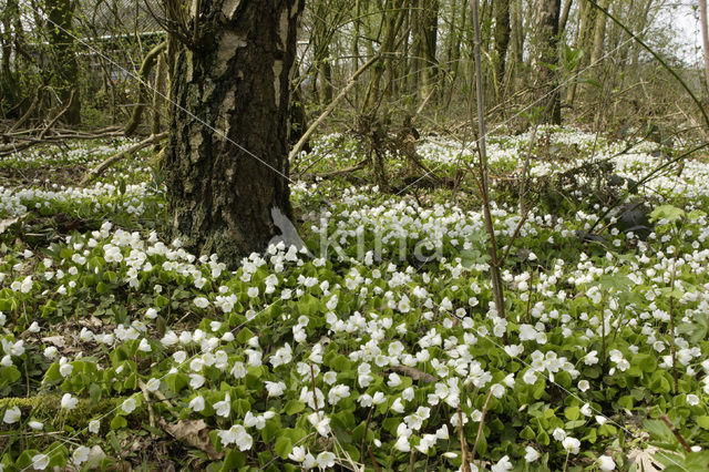 Bosanemoon (Anemone nemorosa)