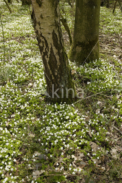 Bosanemoon (Anemone nemorosa)