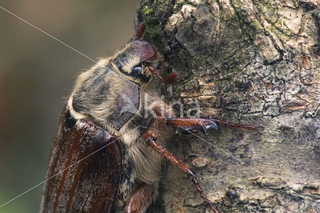 Bosmeikever (Melolontha hippocastani)