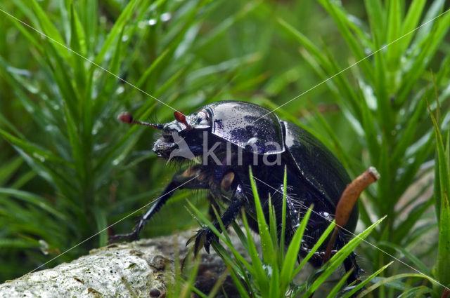 Dung beetle (Geotrupes stercorarius)