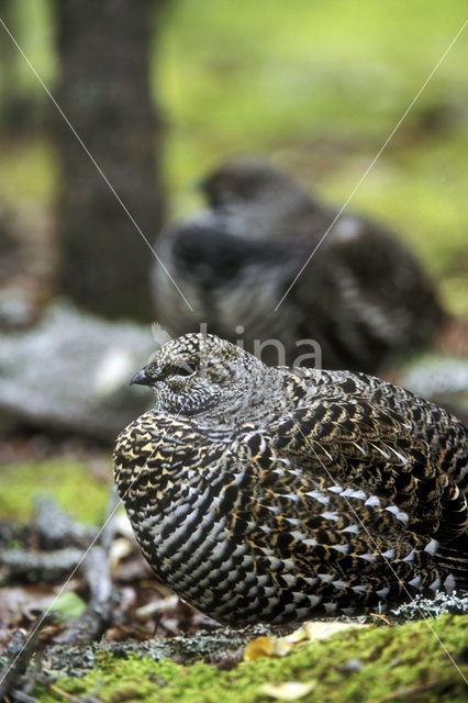 Bossneeuwhoen (Dendragapus canadensis)