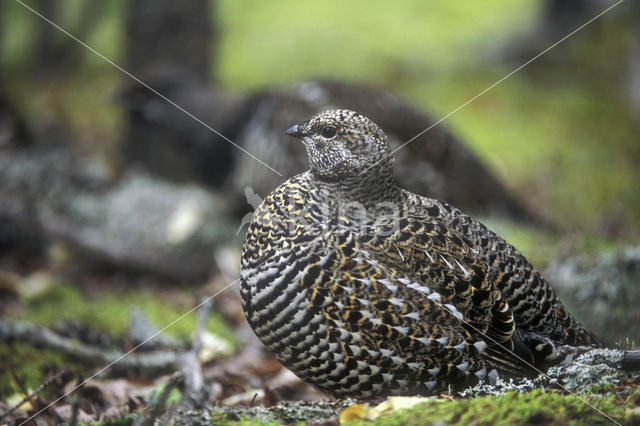 Spruce Grouse (Dendragapus canadensis)