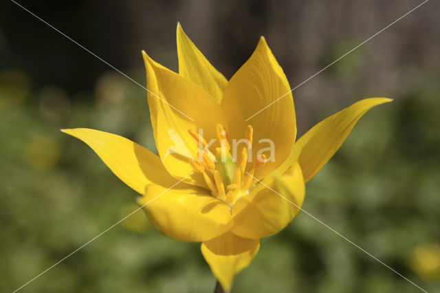 Wild Tulip (Tulipa sylvestris)