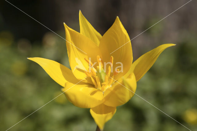 Bostulp (Tulipa sylvestris)