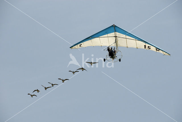 Brandgans (Branta leucopsis)