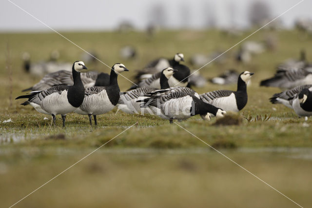 Brandgans (Branta leucopsis)