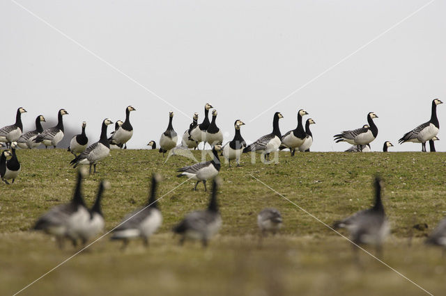 Barnacle Goose (Branta leucopsis)