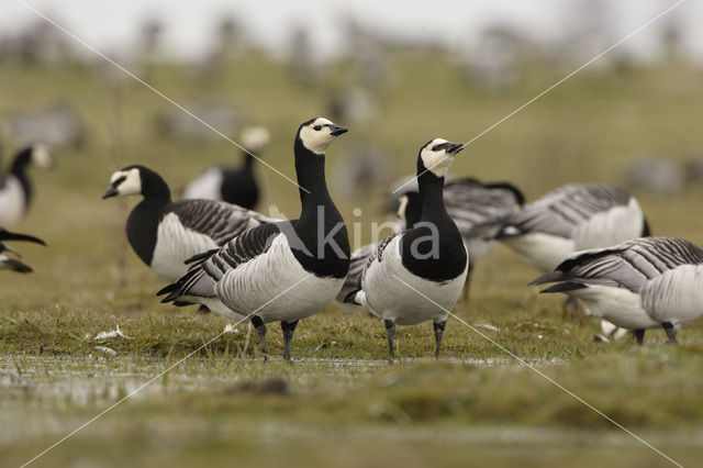 Barnacle Goose (Branta leucopsis)