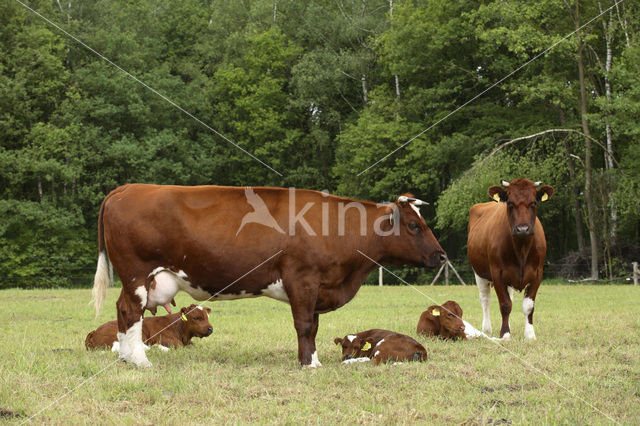 Burned Red Cow (Bos domesticus)