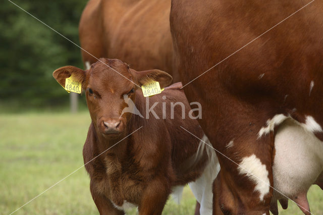 Burned Red Cow (Bos domesticus)