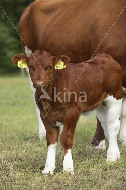 Burned Red Cow (Bos domesticus)