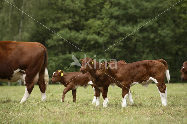 Burned Red Cow (Bos domesticus)