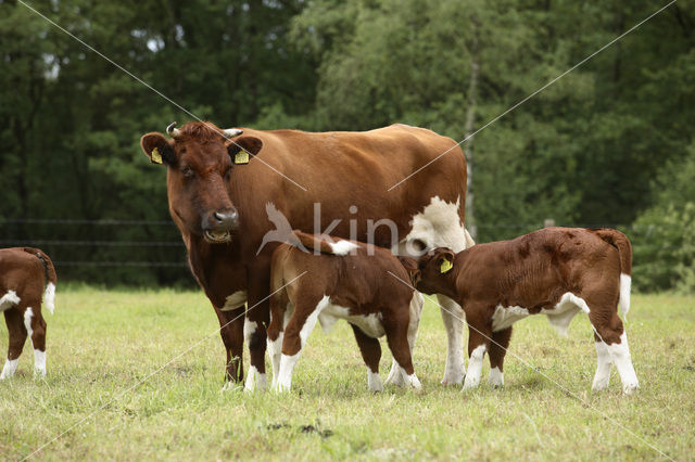 Burned Red Cow (Bos domesticus)