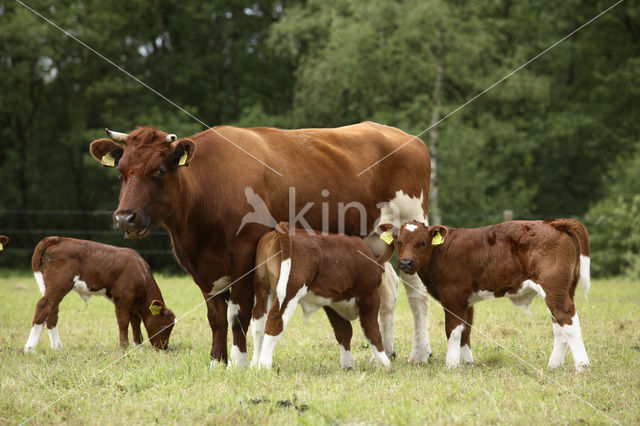 Burned Red Cow (Bos domesticus)