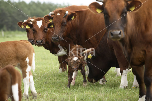 Burned Red Cow (Bos domesticus)