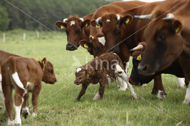 Burned Red Cow (Bos domesticus)