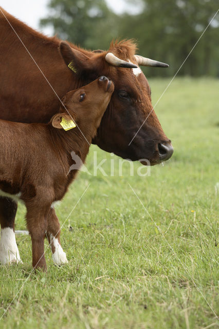 Burned Red Cow (Bos domesticus)