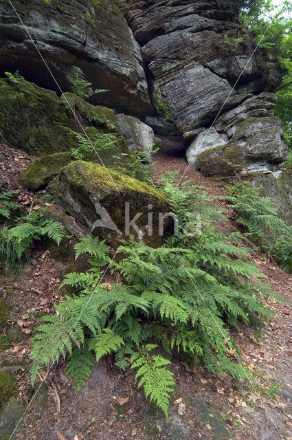 Brede stekelvaren (Dryopteris dilatata)