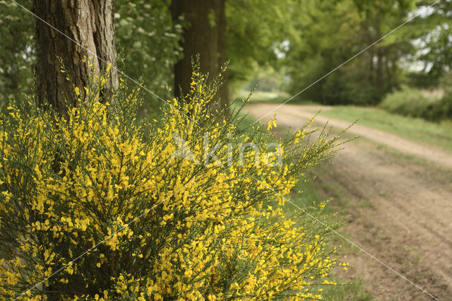 Brem (Cytisus scoparius)