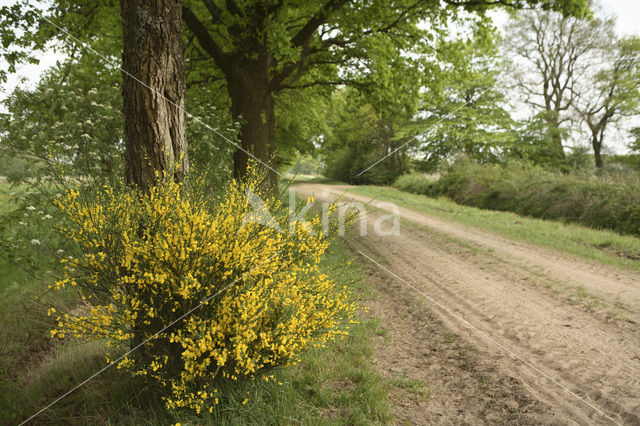 Broom (Cytisus scoparius)