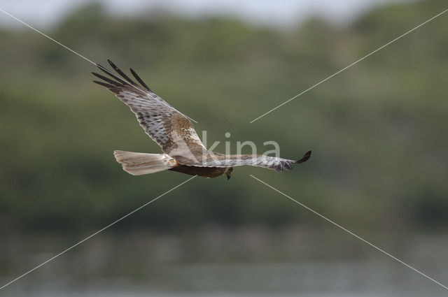 Marsh Harrier (Circus aeruginosus)