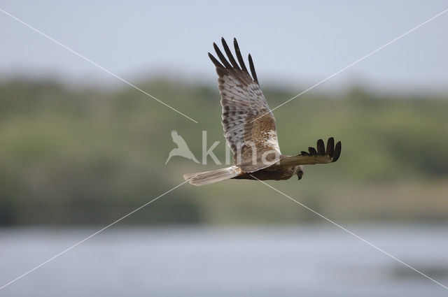 Marsh Harrier (Circus aeruginosus)