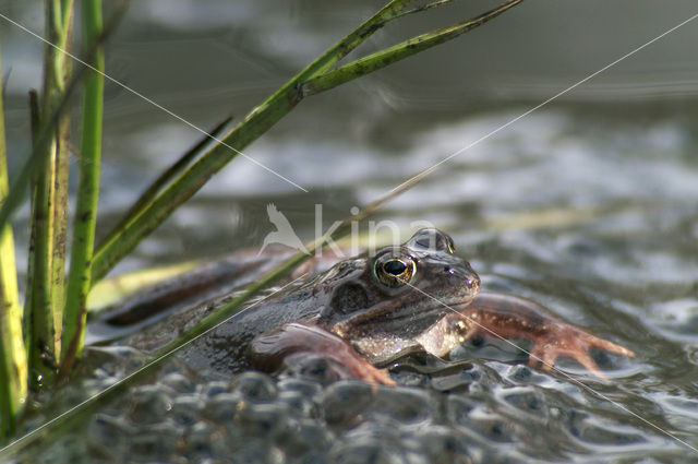 Common Frog (Rana temporaria)