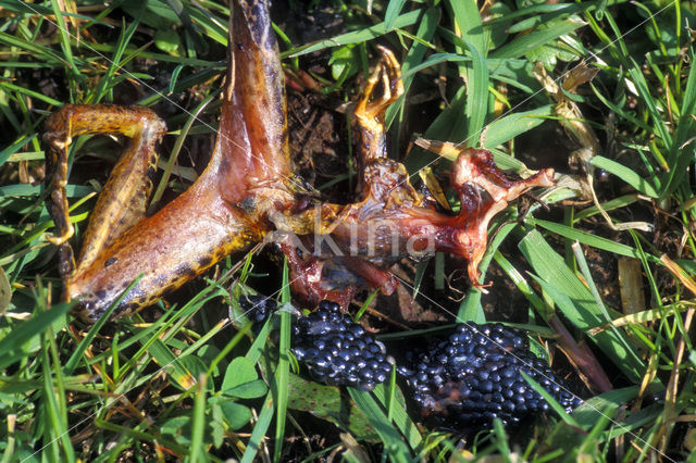 Bruine kikker (Rana temporaria)