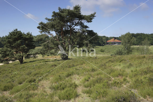 Brunssummerheide