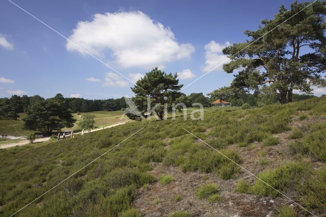 Brunssummerheide