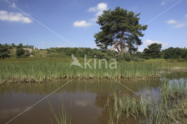 Brunssummerheide