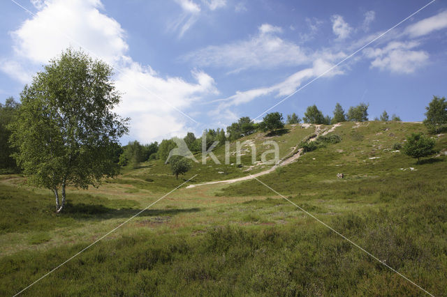 Brunssummerheide