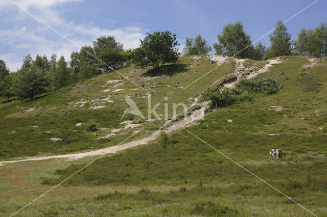 Brunssummerheide