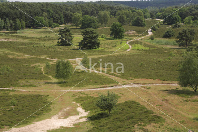 Brunssummerheide