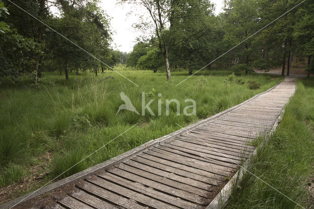 Brunssummerheide