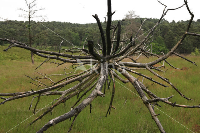 Brunssummerheide