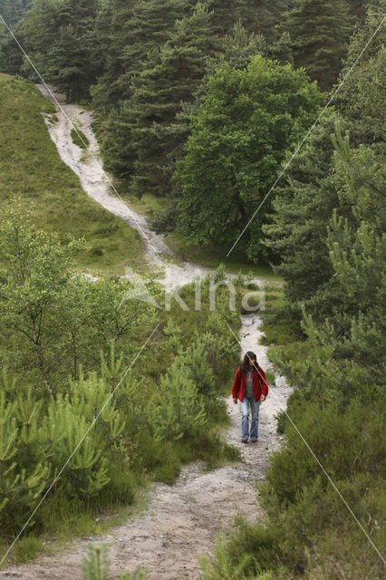 Brunssummerheide