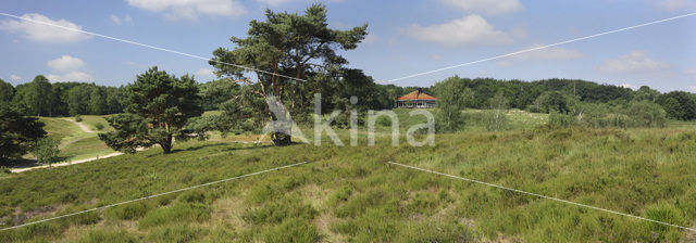 Brunssummerheide