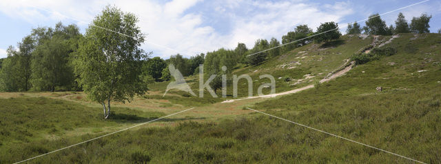 Brunssummerheide